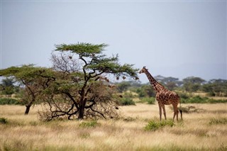 सोमालिया