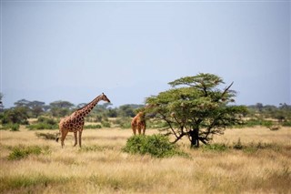 सोमालिया