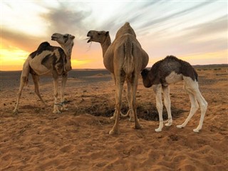 Länsi-Sahara