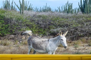 Aruba