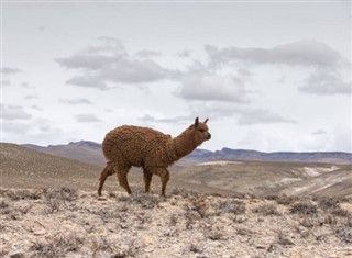 Bolivia