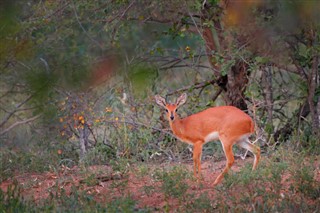 Botswana