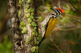 Brunei