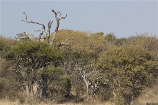 Djibouti