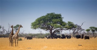 Djibouti