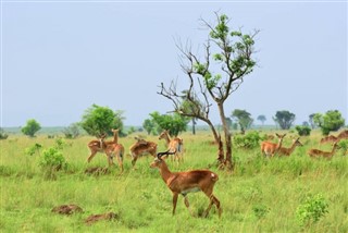 Djibouti