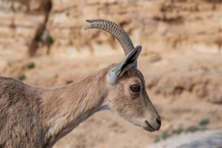 Eritrea