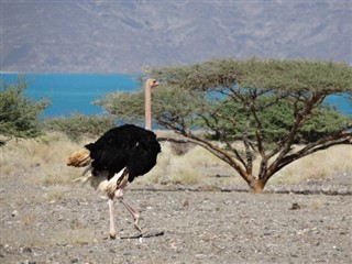 Eritrea