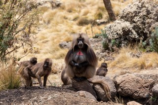 Ethiopia