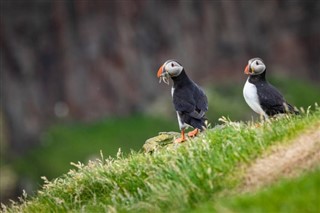 Faroe