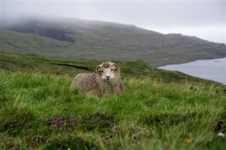 Faroe