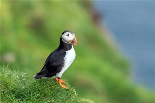 Faroe