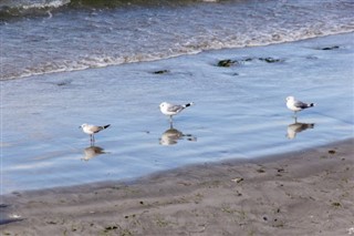 Gambia