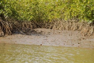 Gambia