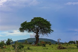 Guinea