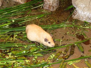 Guinea