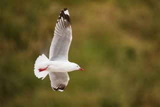 Kiribati