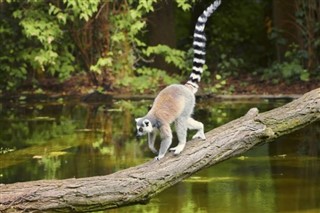 Madagascar