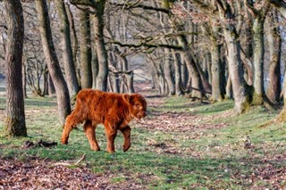 Netherlands