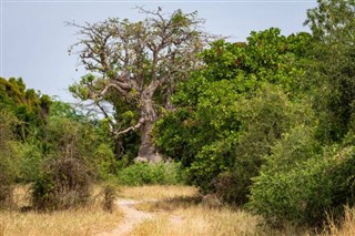 Senegal