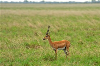 Senegal