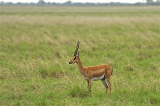 Senegal