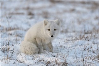 Svalbard