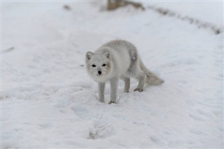 Svalbard