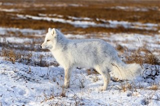 Svalbard