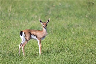 Tanzania