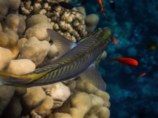 Tokelau