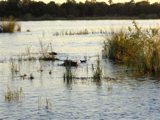 Zambia