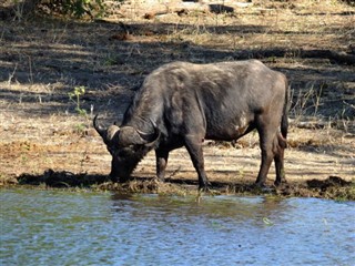 Zambia