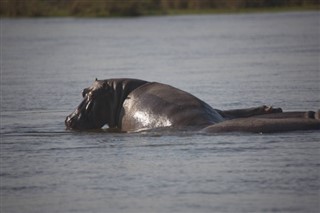 Zambia