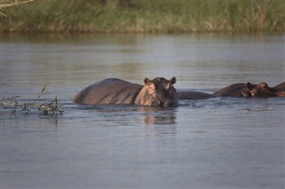 Zambia