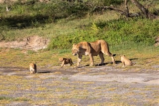 Zambia