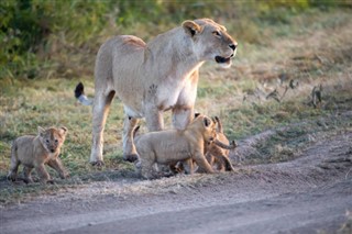 Zambia