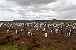 Falklandské