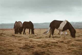 Faroe