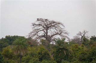 गाम्बिया