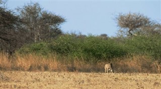 سومالیا