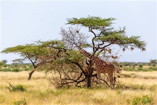 Somaalia