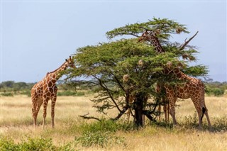 سومالیا
